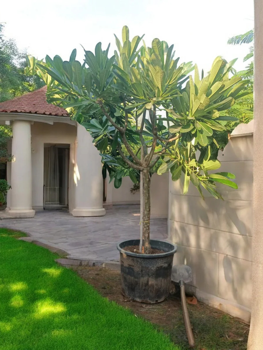 plumeria obtusa frangipani plumeria obtusa frangipani