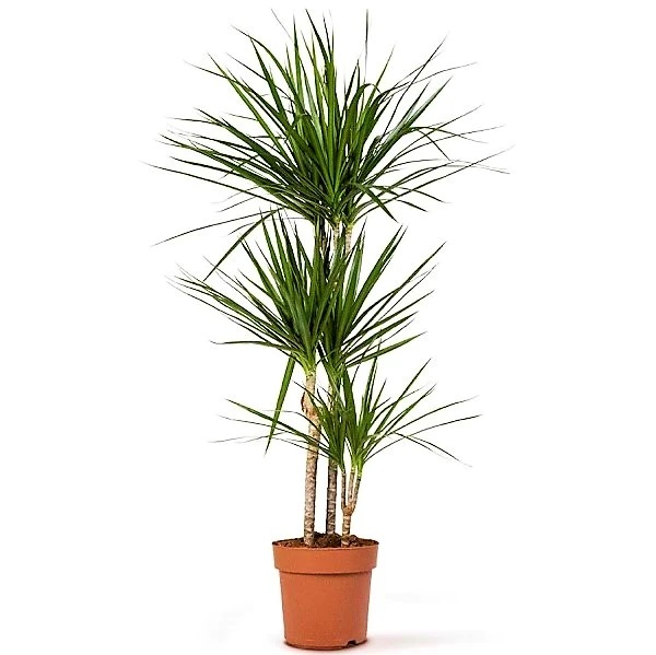 dracaena marginata dracaena marginata